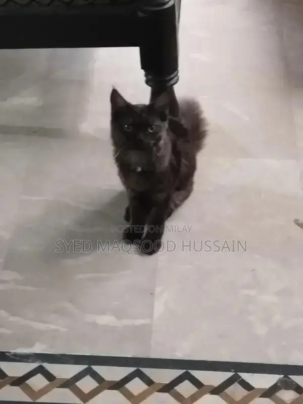 Gray and Black Persian Cat - Elegant and Loving Companion