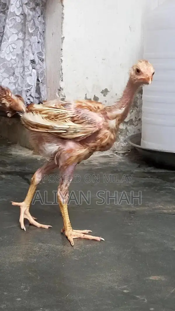 Healthy Pakistani Aseel Patha Rooster - Premium Breed for Sale