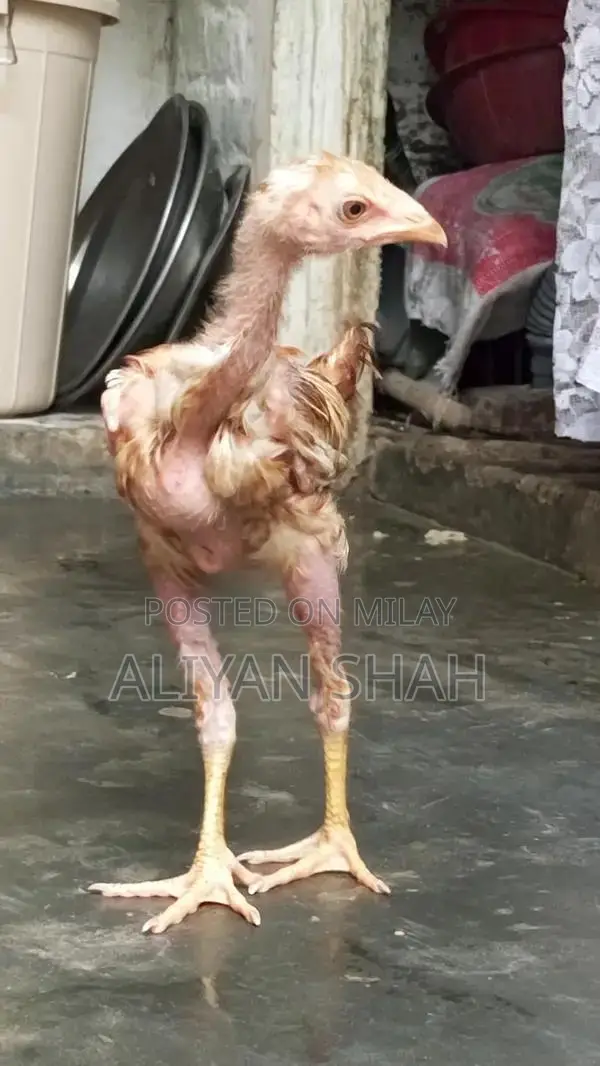Healthy Pakistani Aseel Patha Rooster - Premium Breed for Sale