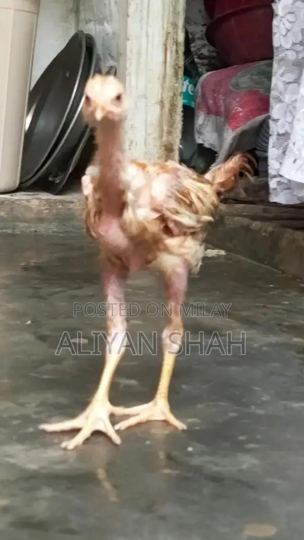 Healthy Pakistani Aseel Patha Rooster - Premium Breed for Sale