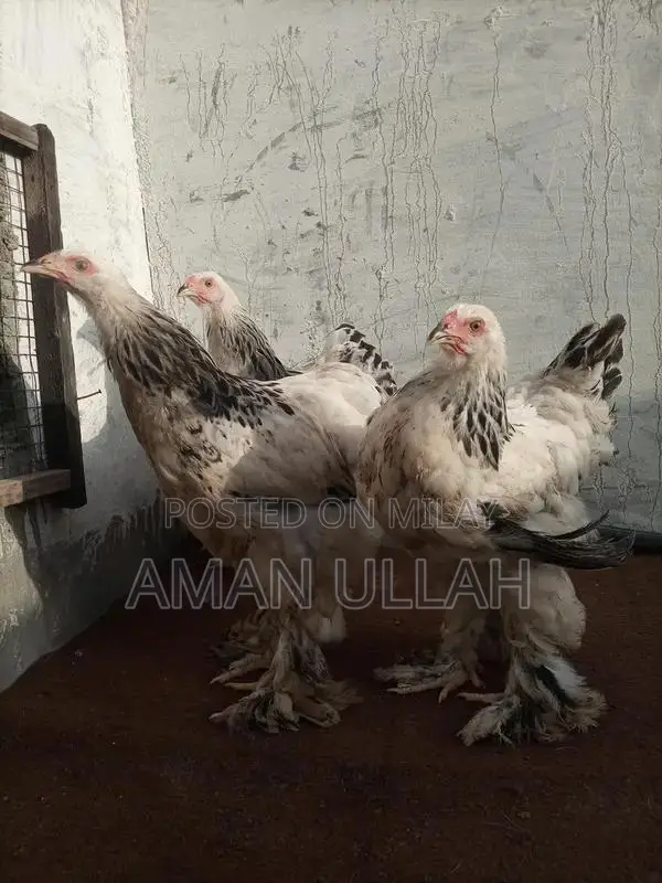 Colombo Barama Parakeet Breeding Pair - 5 Exotic Birds