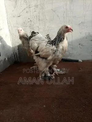 Colombo Barama Parakeet Breeding Pair - 5 Exotic Birds