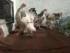 Colombo Barama Parakeet Breeding Pair - 5 Exotic Birds