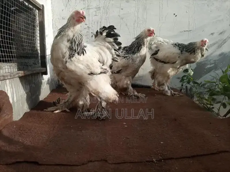 Colombo Barama Parakeet Breeding Pair - 5 Exotic Birds