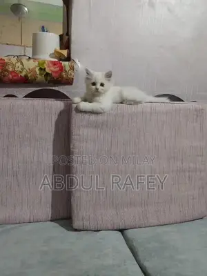 Photo - Long-Coated Black and White Kittens for Sale