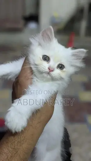 Long-Coated Black and White Kittens for Sale