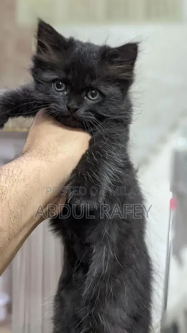 Long-Coated Black and White Kittens for Sale