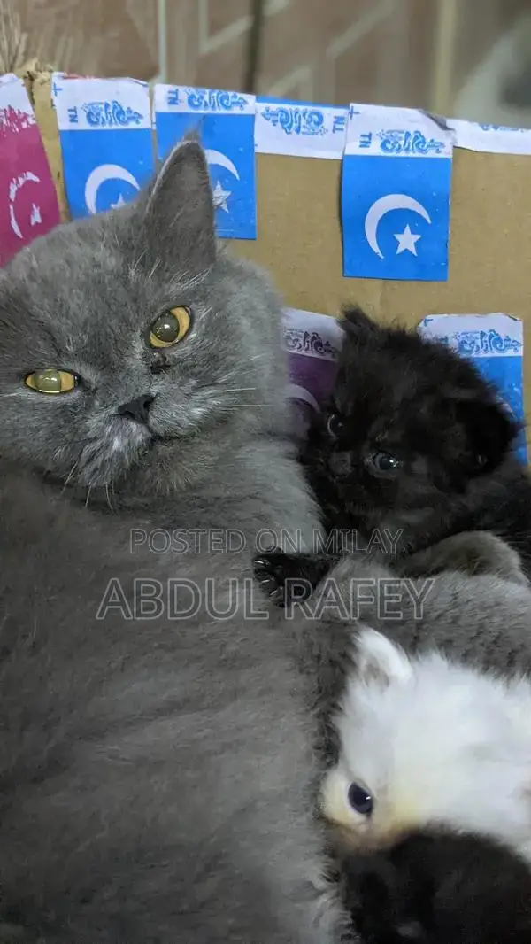 Long-Coated Black and White Kittens for Sale