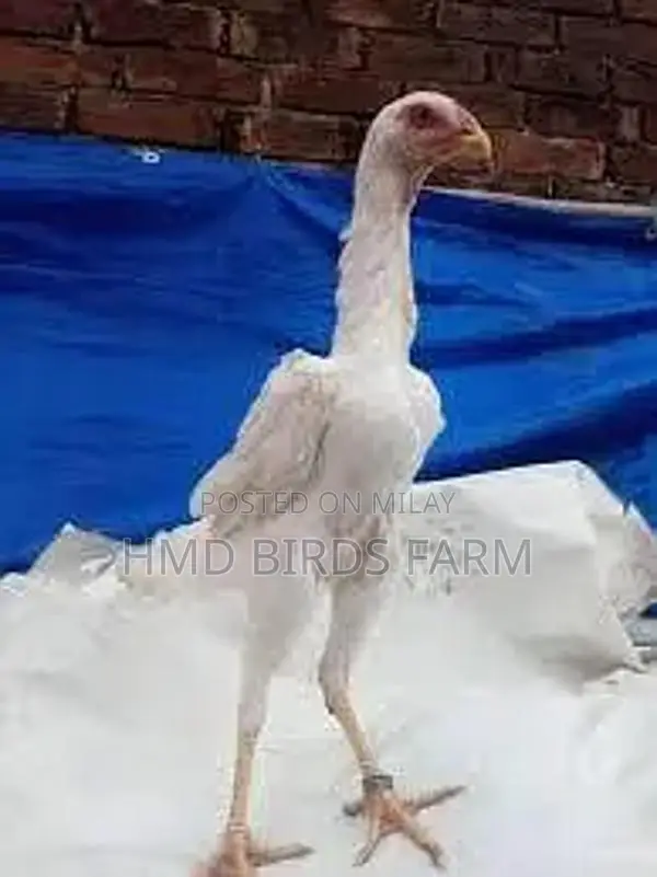 Premium Shamo Chickens - High-Quality Male and Female Breeding Stock