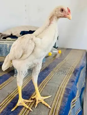 Premium Shamo Chickens - High-Quality Male and Female Breeding Stock