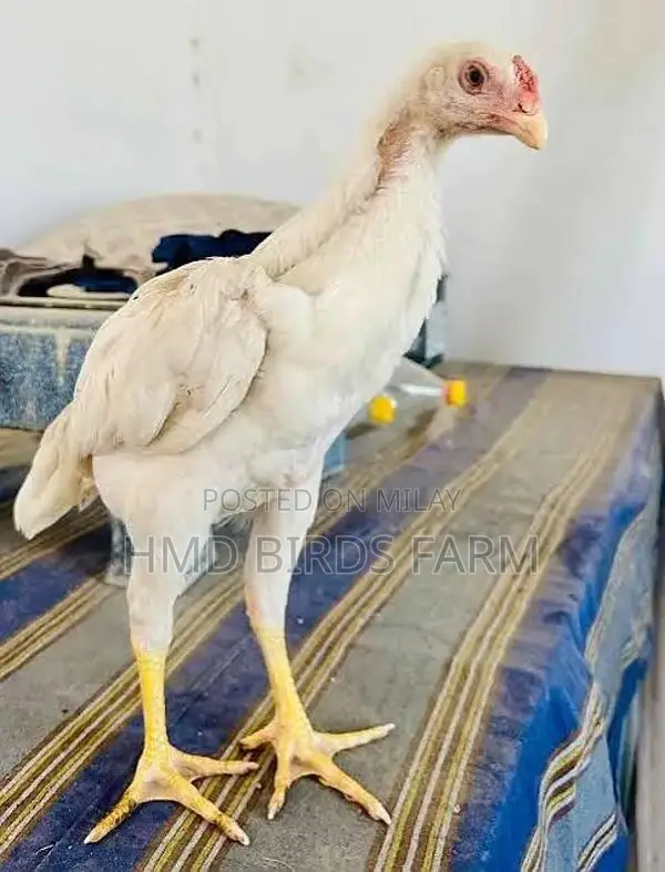 Premium Shamo Chickens - High-Quality Male and Female Breeding Stock