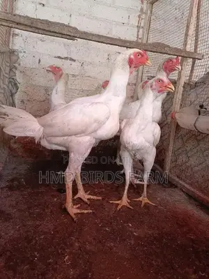 Premium Shamo Chickens - High-Quality Male and Female Breeding Stock