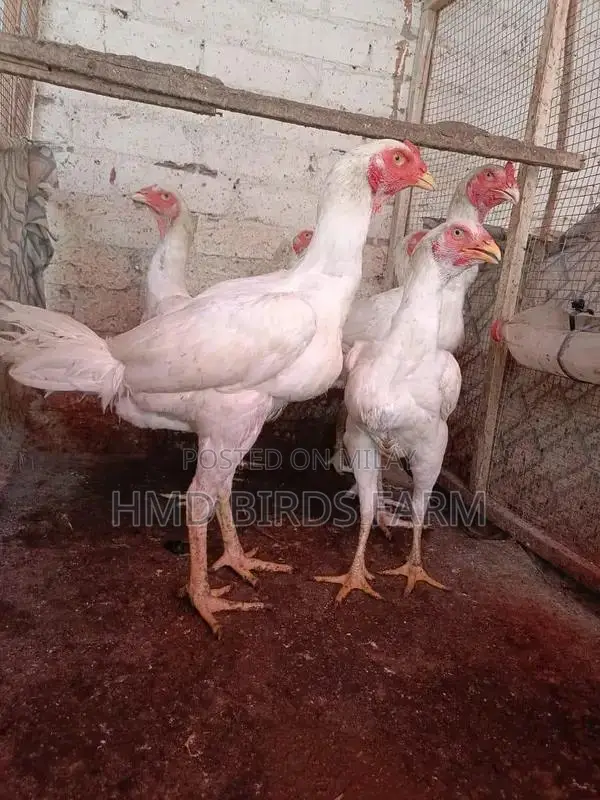 Premium Shamo Chickens - High-Quality Male and Female Breeding Stock
