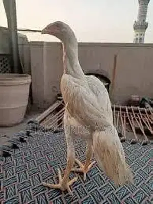 Premium Shamo Chickens - High-Quality Male and Female Breeding Stock