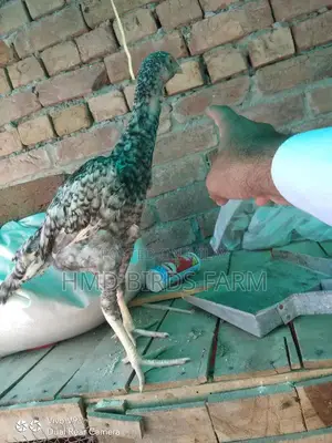 Premium Shamo Chickens - High-Quality Male and Female Breeding Stock