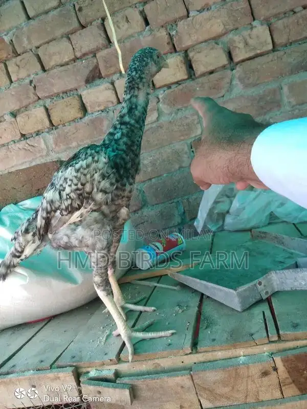 Premium Shamo Chickens - High-Quality Male and Female Breeding Stock