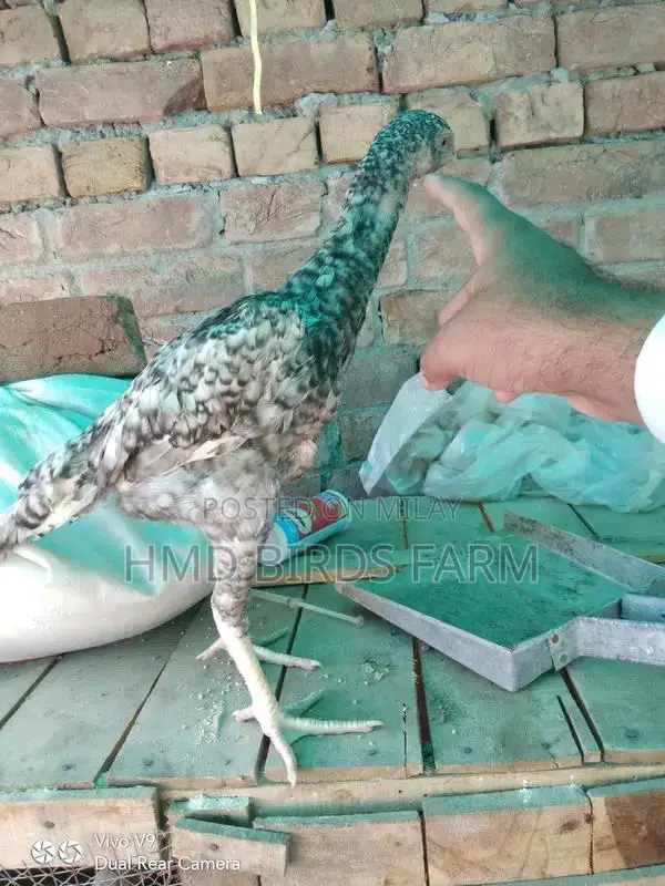 Premium Shamo Chickens - High-Quality Male and Female Breeding Stock