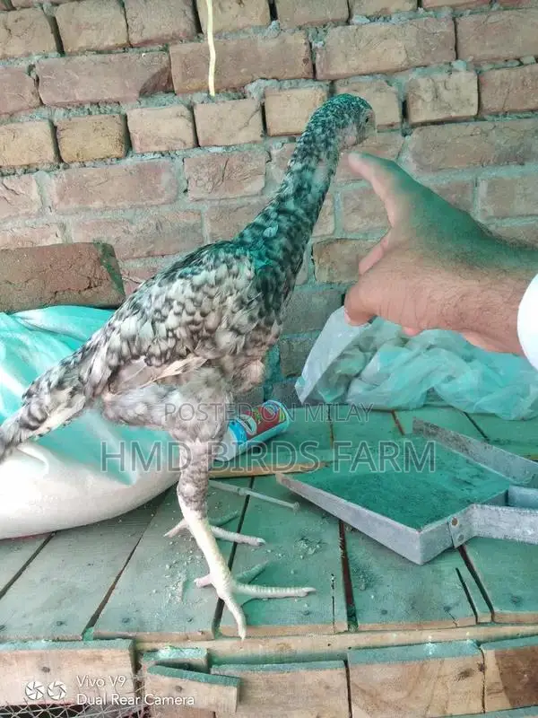 Premium Shamo Chickens - High-Quality Male and Female Breeding Stock