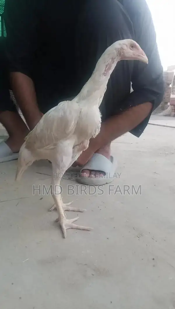 Premium Shamo Chickens - High-Quality Male and Female Breeding Stock