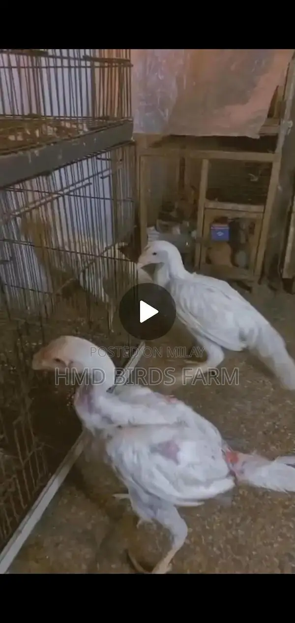 Premium Shamo Chickens - High-Quality Male and Female Breeding Stock