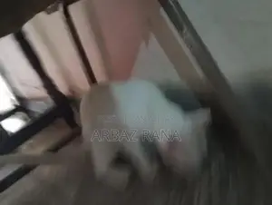 Photo - Blue and Black Eyed Adorable Cat with Unique Coloration