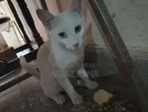 Blue and Black Eyed Adorable Cat with Unique Coloration