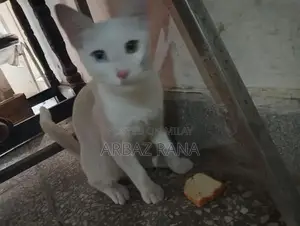 Blue and Black Eyed Adorable Cat with Unique Coloration