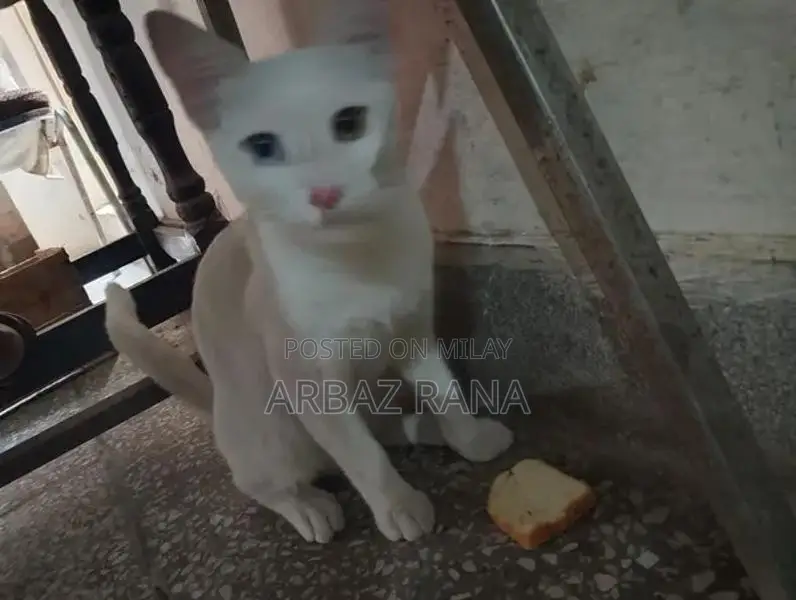 Blue and Black Eyed Adorable Cat with Unique Coloration