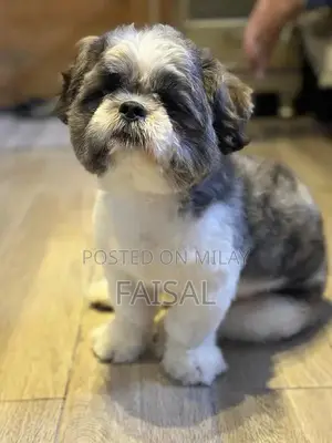 Photo - Male American Papillon Dog Puppy for Adoption