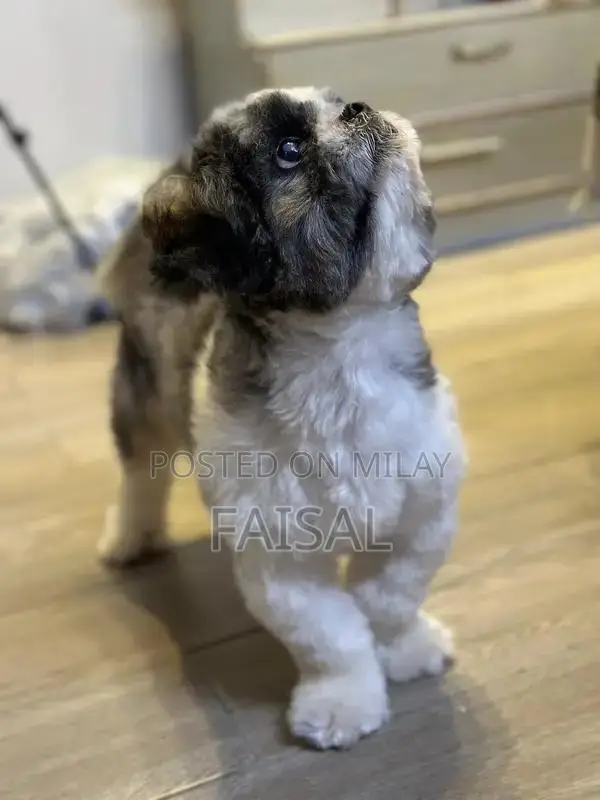 Male American Papillon Dog Puppy for Adoption