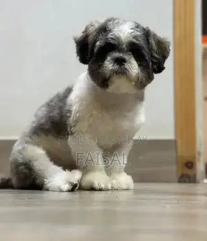 Male American Papillon Dog Puppy for Adoption