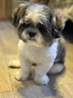 Male American Papillon Dog Puppy for Adoption