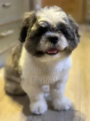 Male American Papillon Dog Puppy for Adoption