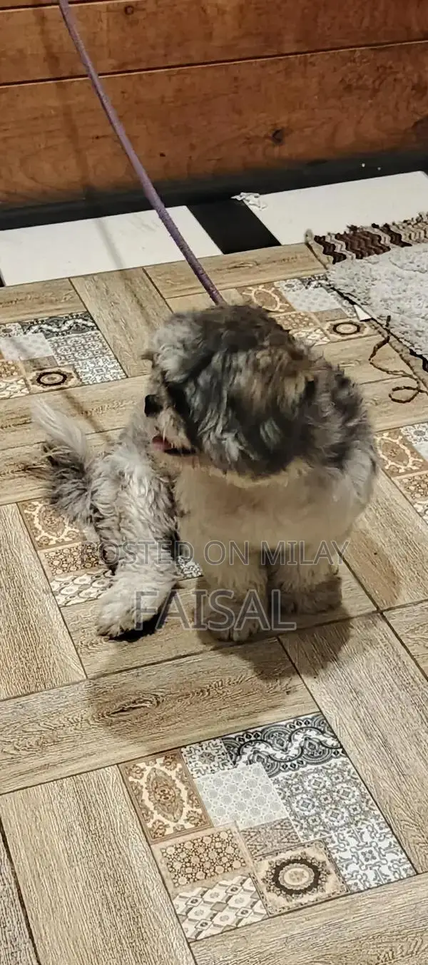 Male American Papillon Dog Puppy for Adoption