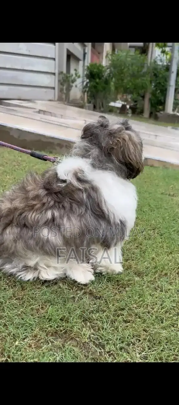 Male American Papillon Dog Puppy for Adoption