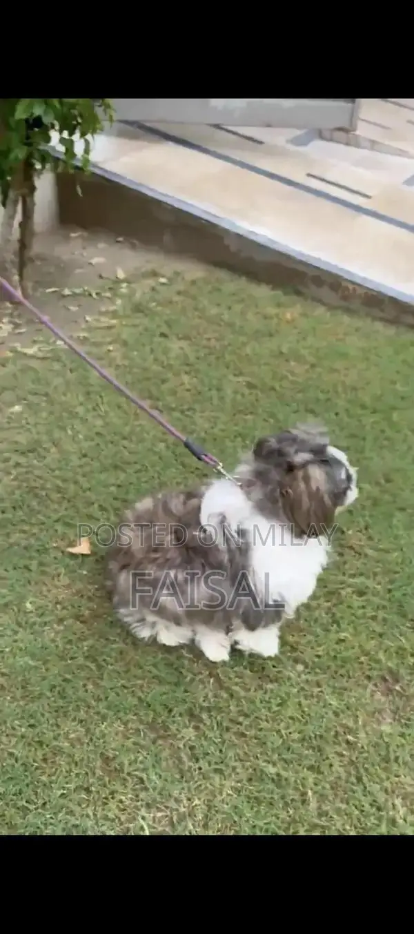 Male American Papillon Dog Puppy for Adoption