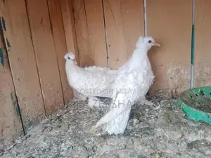 Danish White Frill Back Breeding Pair of Small Pets