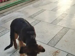 Photo - Purebred German Shepherd Puppy with Long Coat and Black & Tan Colorati