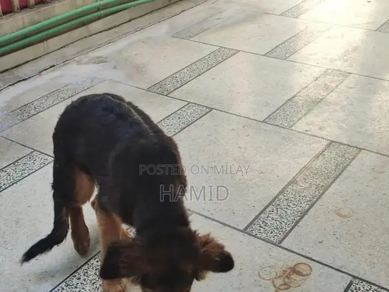 Purebred German Shepherd Puppy with Long Coat and Black & Tan Colorati