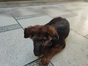 Purebred German Shepherd Puppy with Long Coat and Black & Tan Colorati