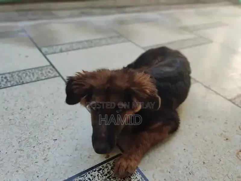 Purebred German Shepherd Puppy with Long Coat and Black & Tan Colorati