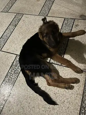 Purebred German Shepherd Puppy with Long Coat and Black & Tan Colorati