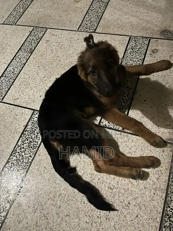 Purebred German Shepherd Puppy with Long Coat and Black & Tan Colorati