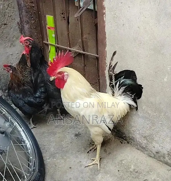 Australorp Chickens: Mixed Flock of Male and Female Poultry
