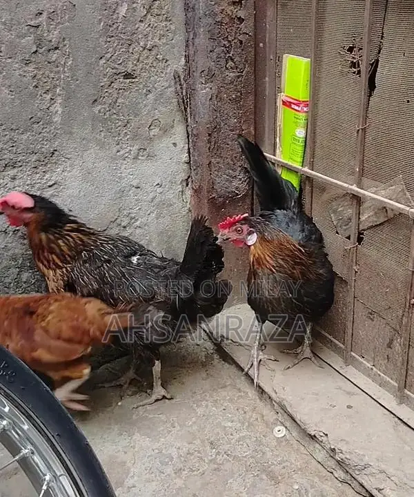 Australorp Chickens: Mixed Flock of Male and Female Poultry