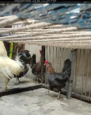 Australorp Chickens: Mixed Flock of Male and Female Poultry