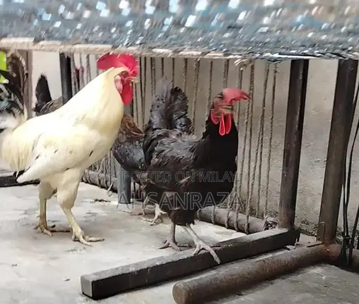 Australorp Chickens: Mixed Flock of Male and Female Poultry