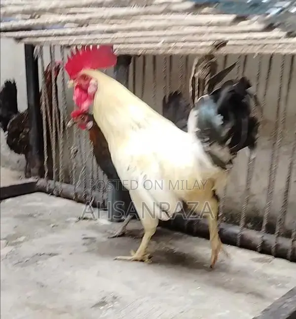 Australorp Chickens: Mixed Flock of Male and Female Poultry