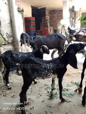 Desi Bakri Breeding Pair: Male and Female Goats