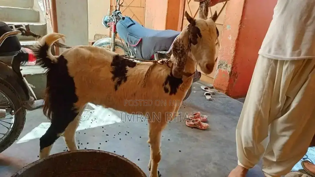 Healthy 9-Month-Old Goat for Sale - Ready for Breeding